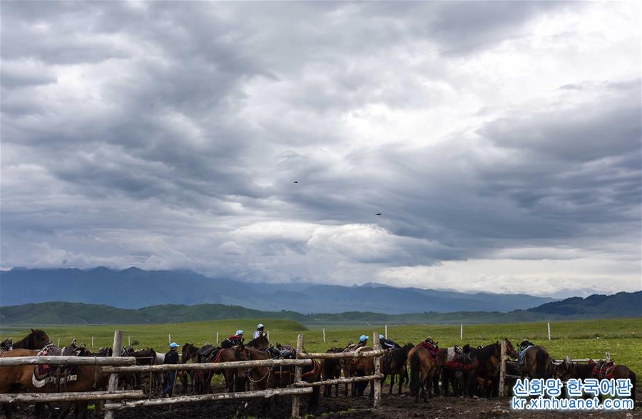 （经济）（2）新疆：马背上的“生态致富路”