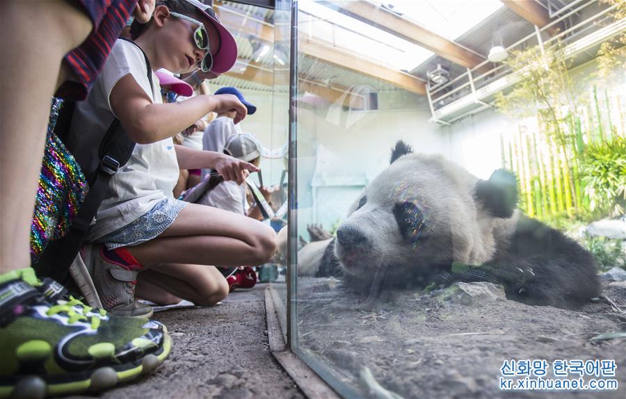 （国际）（2）加拿大卡尔加里：大熊猫暑假受热捧
