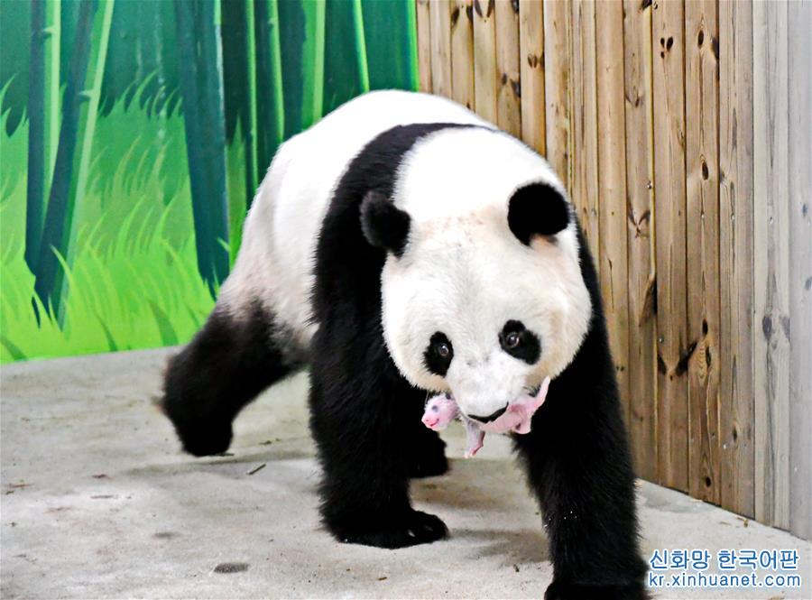 （环境）（1）首只“广州土生”大熊猫“隆隆”顺利产仔