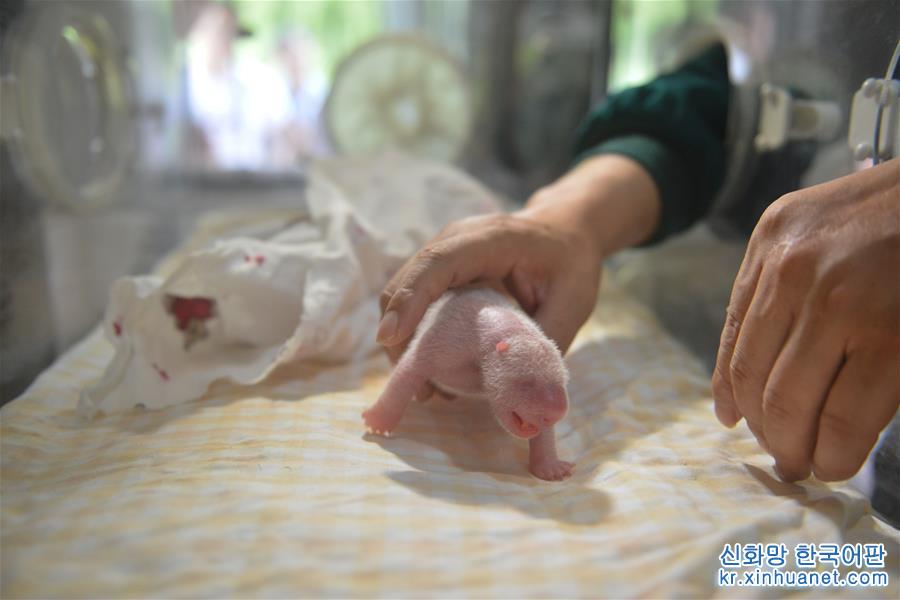（图文互动）（3）中国大熊猫保护研究中心大熊猫野外引种项目首次迎来双胞胎宝宝