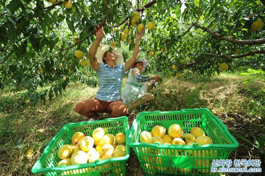 （经济）（1）贵州玉屏：黄桃产业促增收