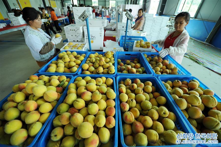 （经济）（4）贵州玉屏：黄桃产业促增收