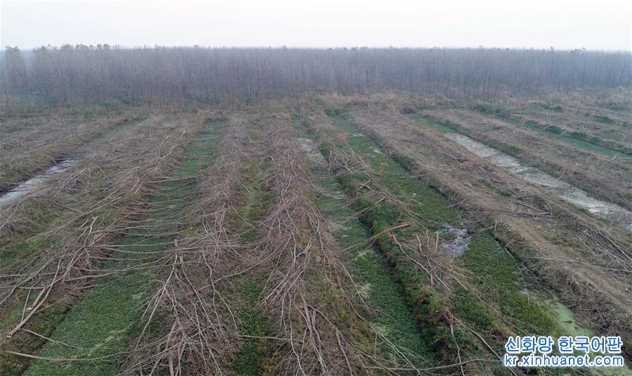 （大江奔流——来自长江经济带的报道·图文互动）（2）百万株杨树倒下后的生态之变