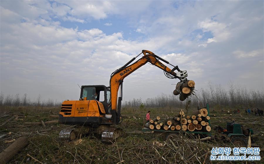 （大江奔流——来自长江经济带的报道·图文互动）（4）百万株杨树倒下后的生态之变