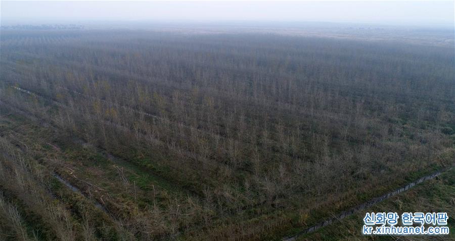 （大江奔流——来自长江经济带的报道·图文互动）（5）百万株杨树倒下后的生态之变