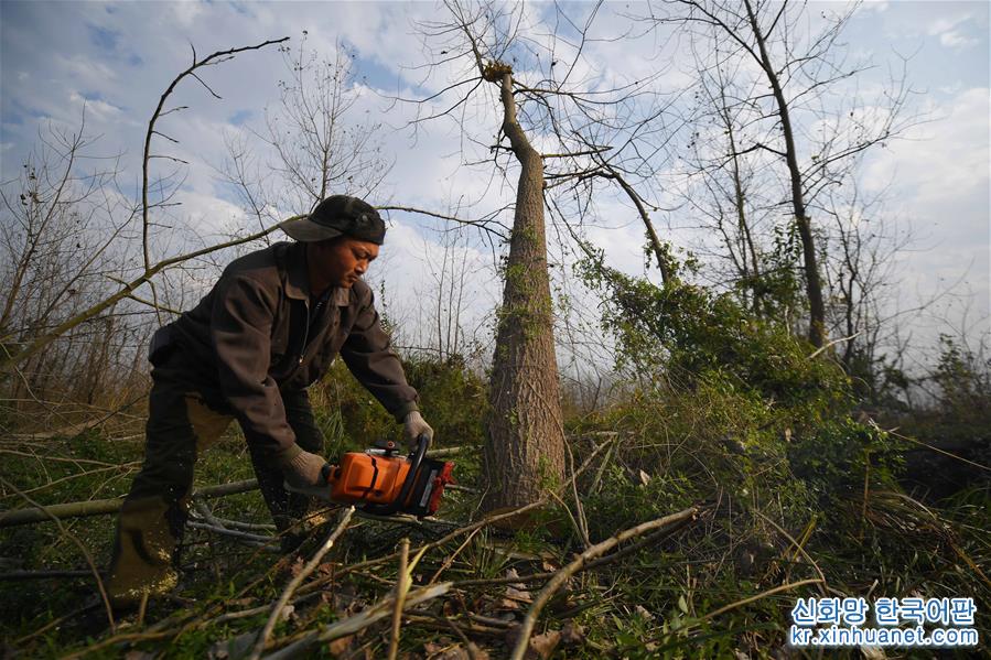 （大江奔流——来自长江经济带的报道·图文互动）（6）百万株杨树倒下后的生态之变