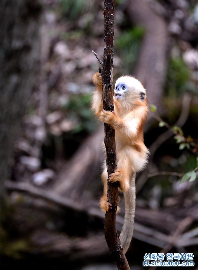 （生态）（6）密林中的精灵——秦岭金丝猴