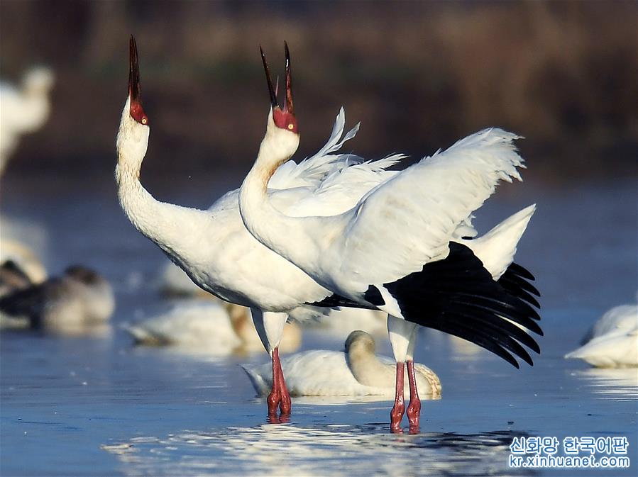 （大江奔流——来自长江经济带的报道·图文互动）（1）鄱阳湖频现珍稀鸟种