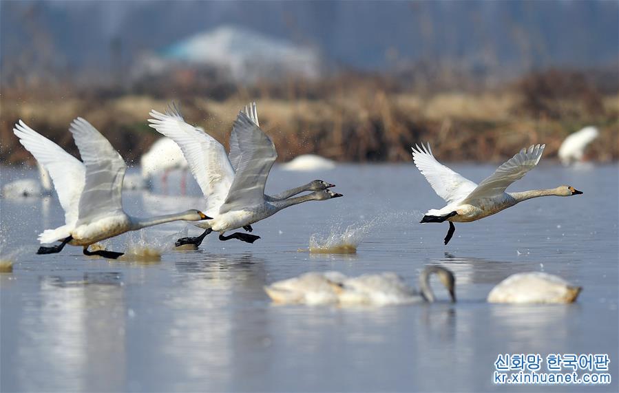（大江奔流——来自长江经济带的报道·图文互动）（2）鄱阳湖频现珍稀鸟种