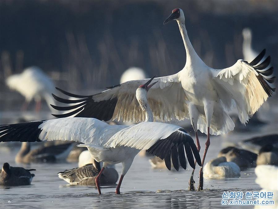 （大江奔流——来自长江经济带的报道·图文互动）（3）鄱阳湖频现珍稀鸟种