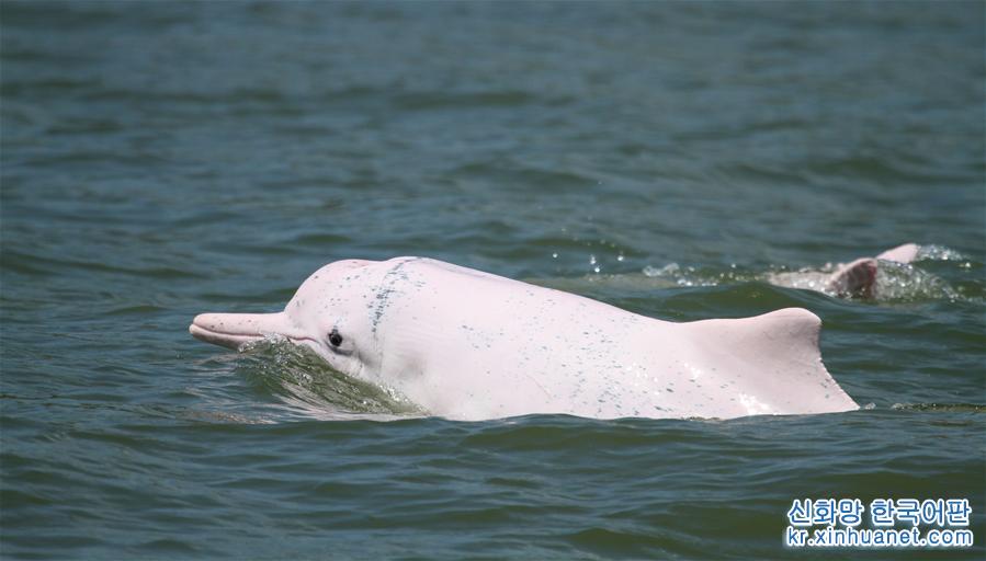 （图文互动）（1）粤港澳筹建中华白海豚保护联盟 