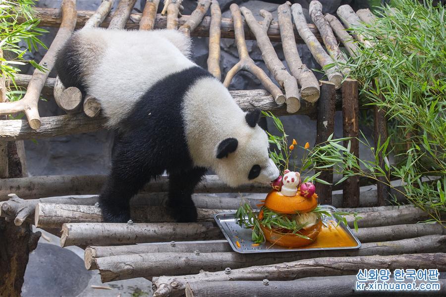 #（社会）（1）南京：大熊猫“和和”“九九”迎来三周岁生日