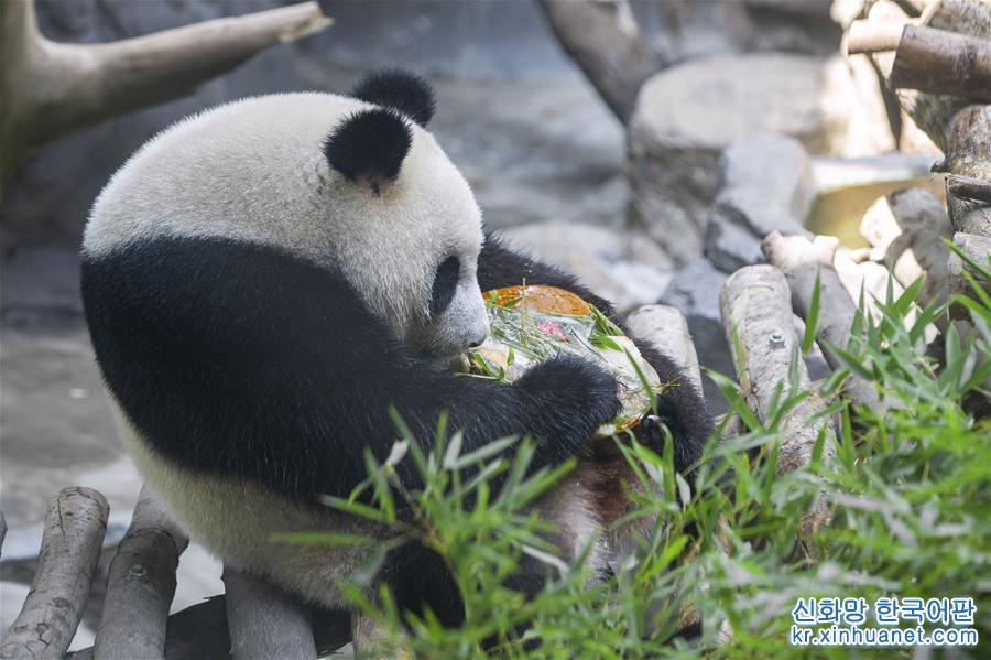 #（新华视界）（1）大熊猫“和和”“九九” 三周岁生日快乐