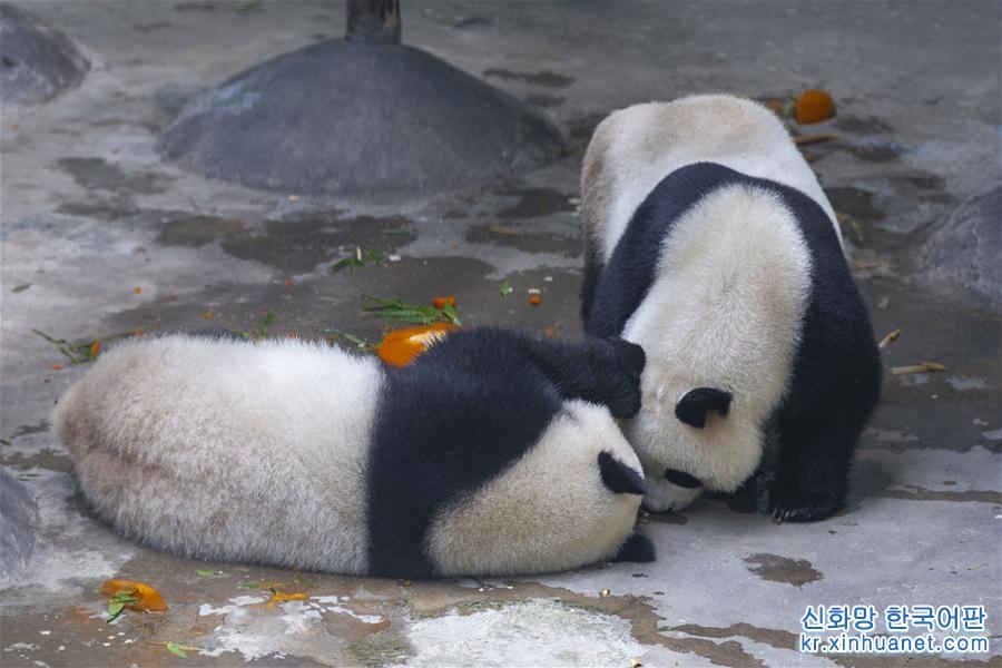 #（社会）（4）南京：大熊猫“和和”“九九”迎来三周岁生日