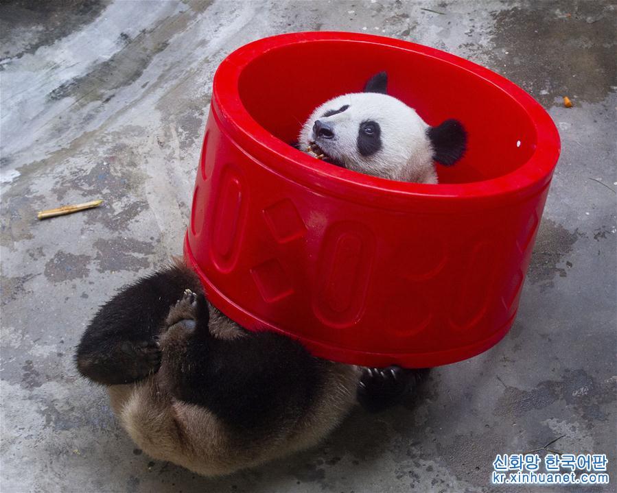 #（社会）（3）南京：大熊猫“和和”“九九”迎来三周岁生日