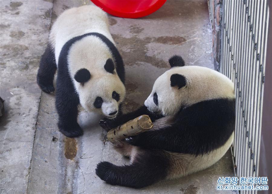 #（社会）（2）南京：大熊猫“和和”“九九”迎来三周岁生日