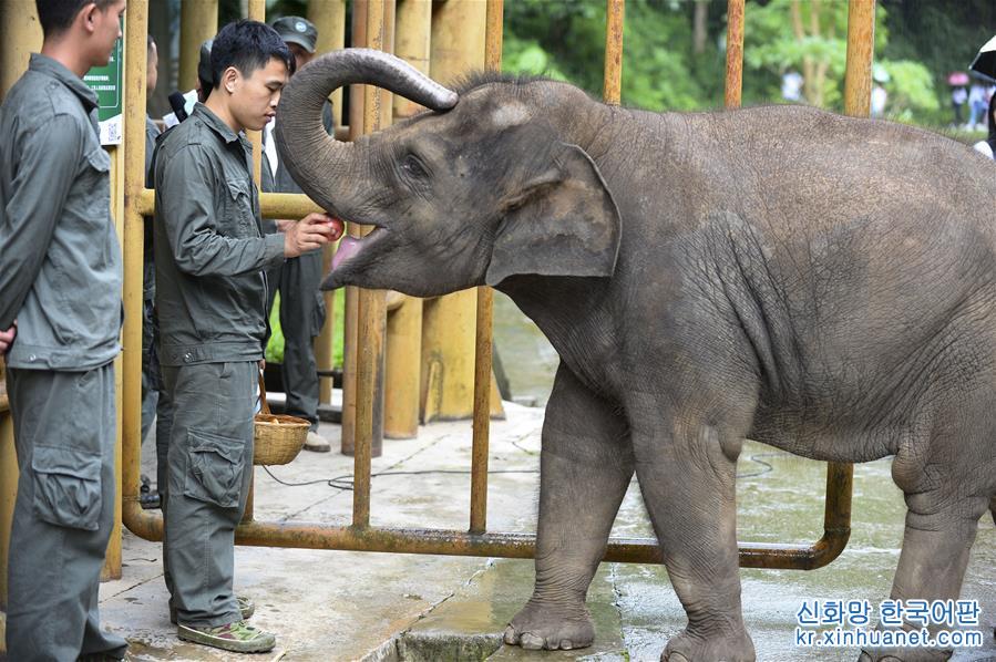 （社会）（4）云南西双版纳举办世界大象日活动