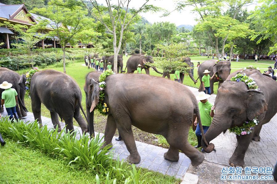 （社会）（5）云南西双版纳举办世界大象日活动