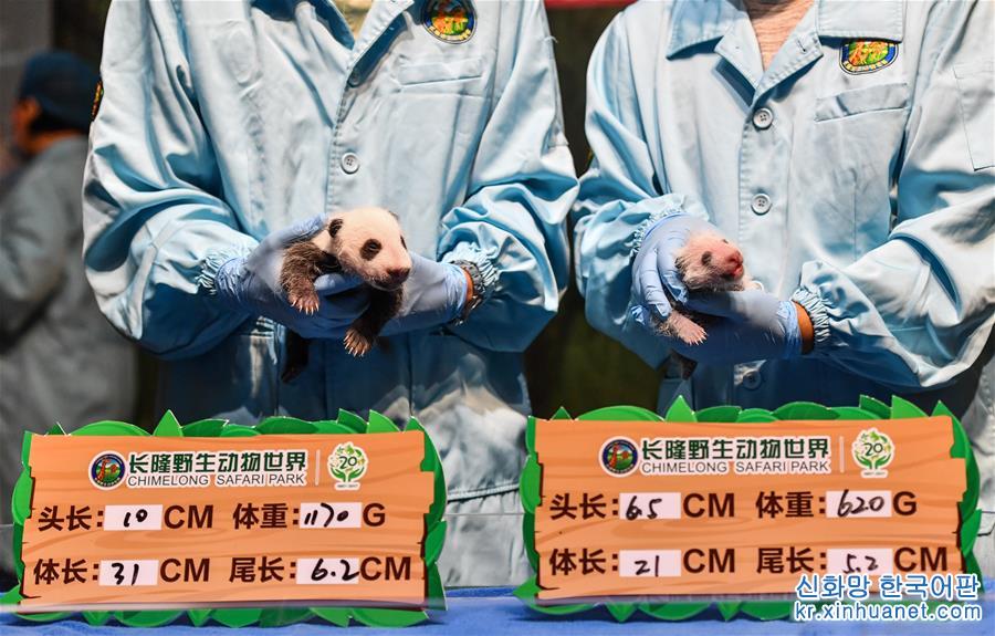 （社会）（1）广州：华南大熊猫基地喜迎“双宝”诞生