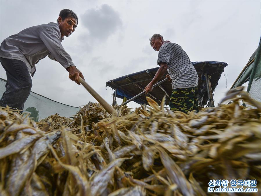 #（經濟）（1）洪澤湖毛刀魚迎來豐收季
