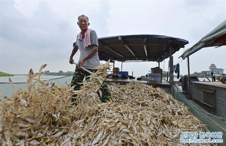 #（經濟）（2）洪澤湖毛刀魚迎來豐收季