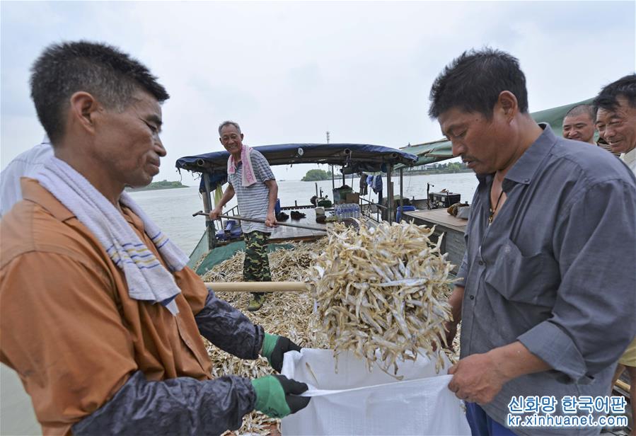 #（經濟）（3）洪澤湖毛刀魚迎來豐收季