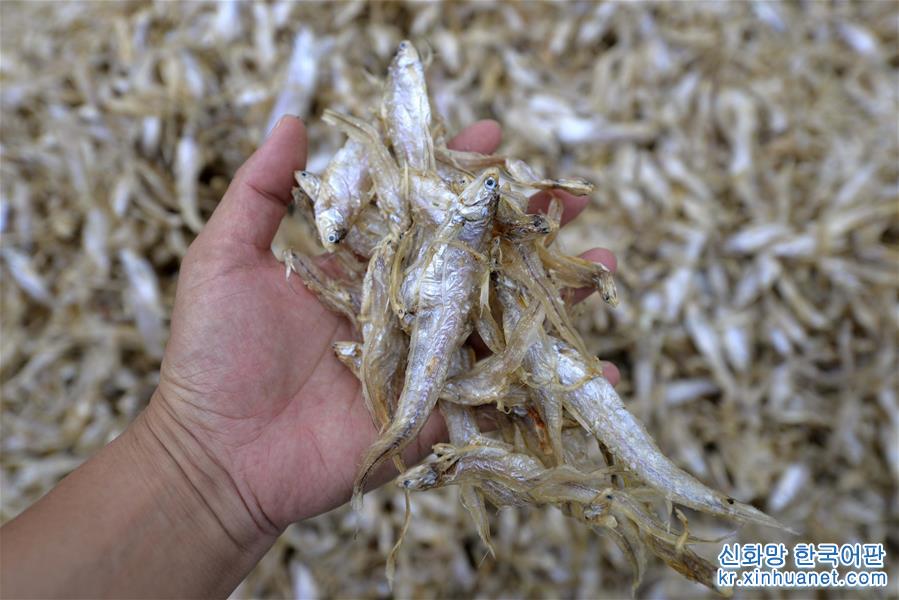 #（經濟）（4）洪澤湖毛刀魚迎來豐收季