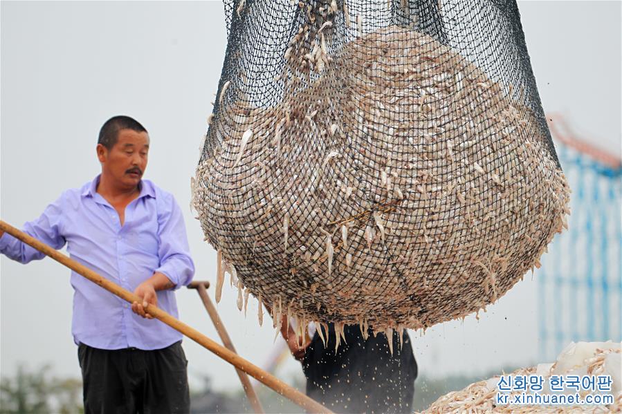 #（經濟）（5）洪澤湖毛刀魚迎來豐收季