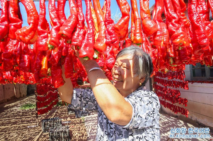 #（经济）（2）新疆哈密：三塘湖辣椒火红丰收