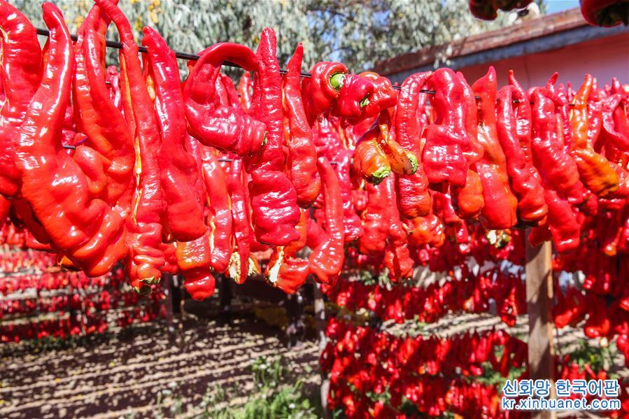 #（经济）（7）新疆哈密：三塘湖辣椒火红丰收