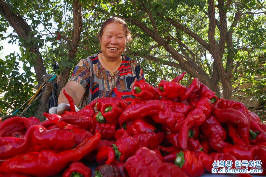 #（经济）（4）新疆哈密：三塘湖辣椒火红丰收