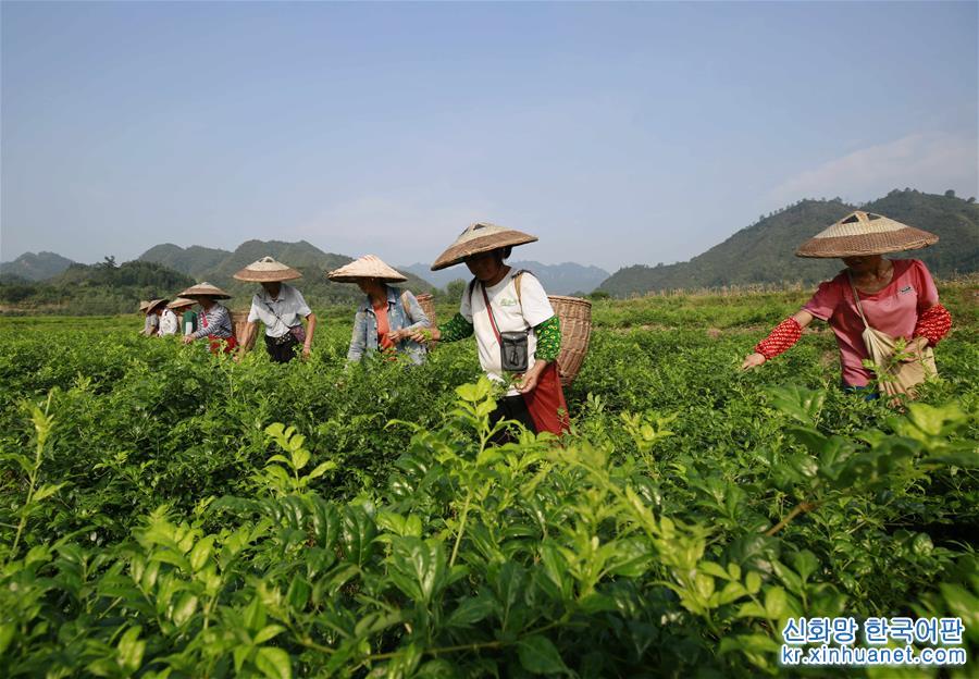#（经济）（2）湖南张家界：“长寿藤茶”秋茶采摘忙