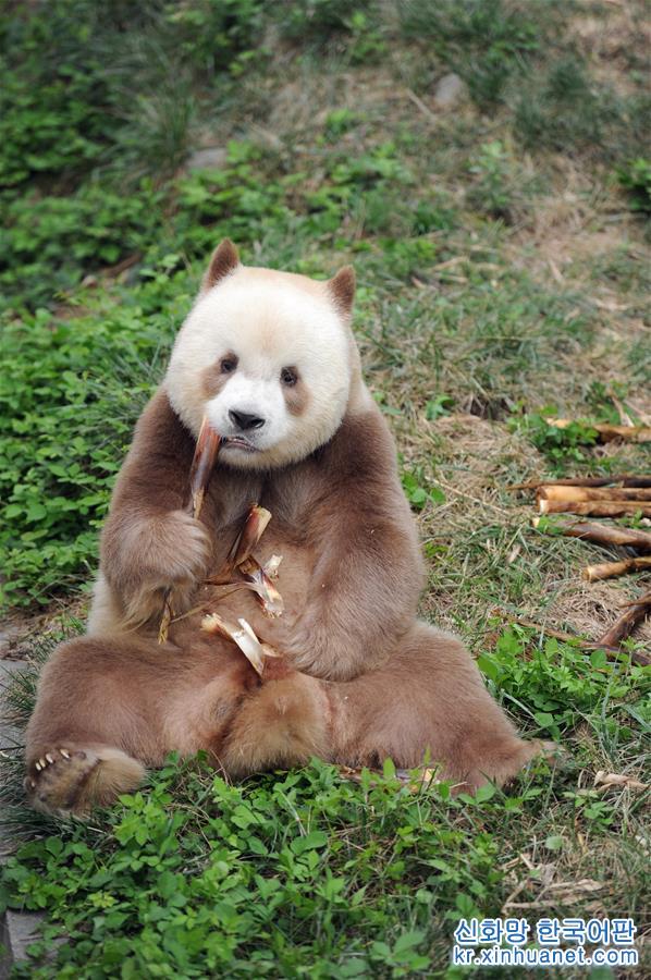 （XHDW·图文互动）（2）秦岭棕色大熊猫：“弃仔”到“七仔” 命运大不同
