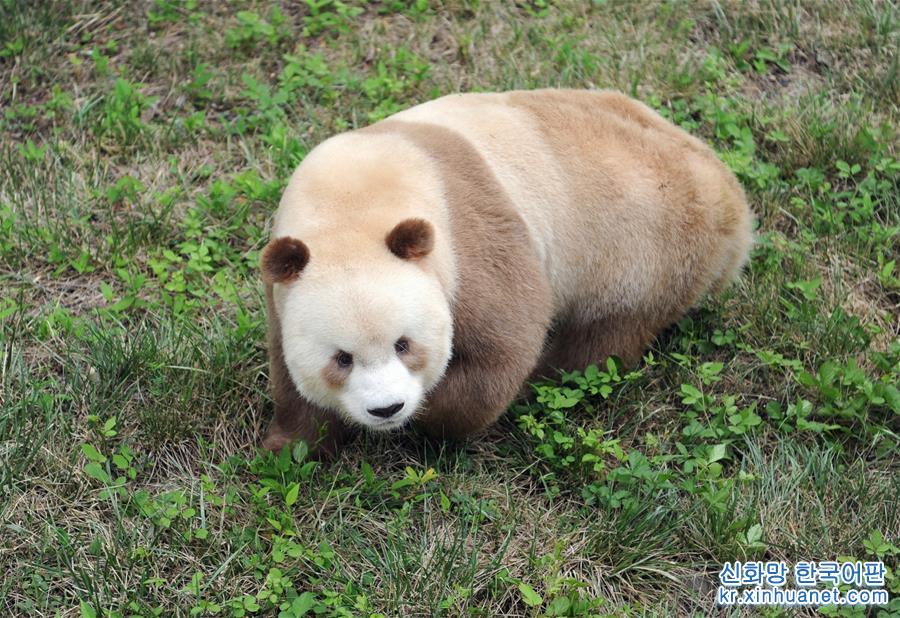 （XHDW·图文互动）（4）秦岭棕色大熊猫：“弃仔”到“七仔” 命运大不同