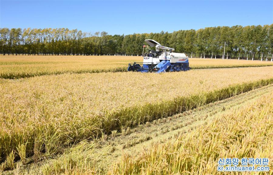 #（经济）（1）黑龙江垦区进入水稻收割季