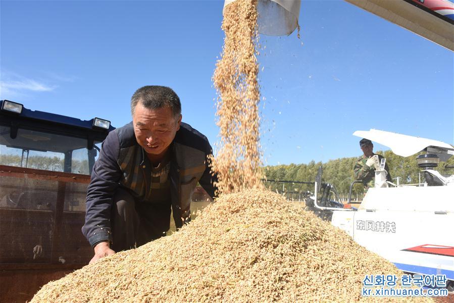 #（经济）（5）黑龙江垦区进入水稻收割季
