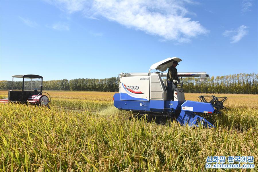 #（经济）（4）黑龙江垦区进入水稻收割季