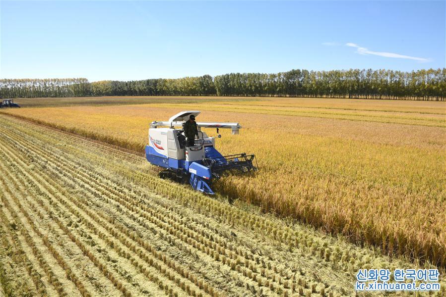 #（经济）（2）黑龙江垦区进入水稻收割季