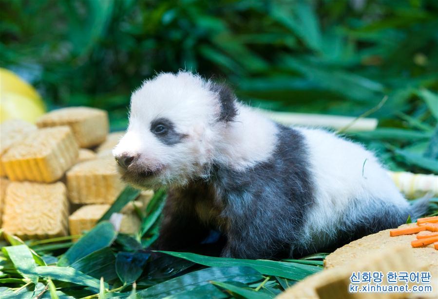 （社会）（1）广州：熊猫宝宝“隆仔”与游客见面
