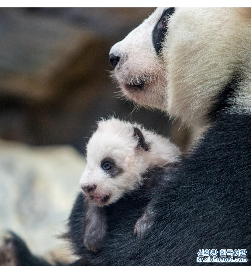 （社会）（3）广州：熊猫宝宝“隆仔”与游客见面