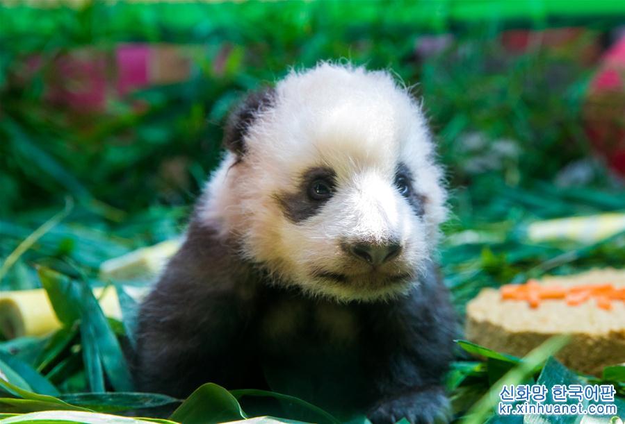 （社会）（2）广州：熊猫宝宝“隆仔”与游客见面