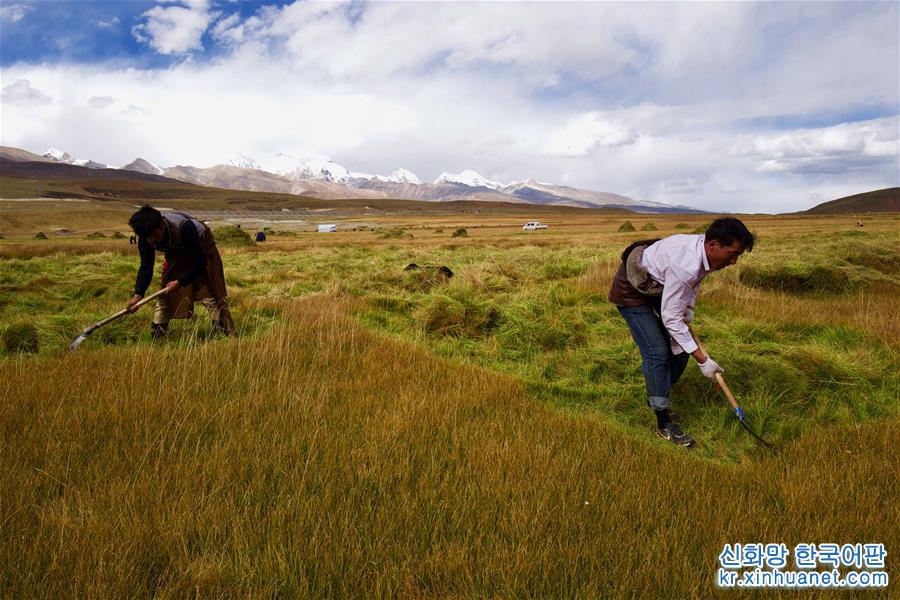 （社会）（5）藏北牧民割草忙