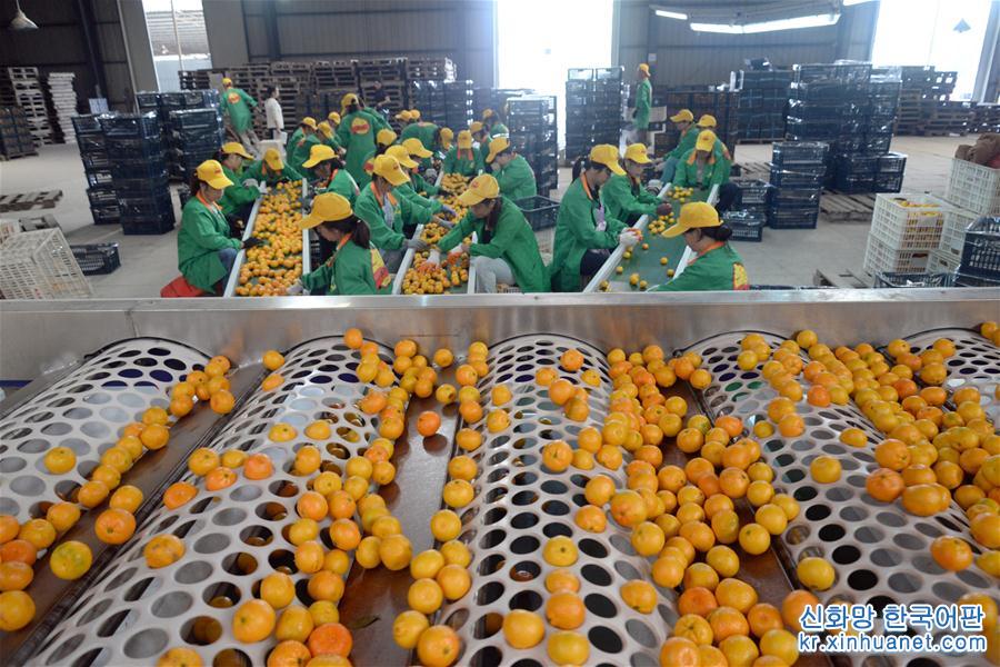 #（经济）（1）江西南丰：蜜橘迎丰收