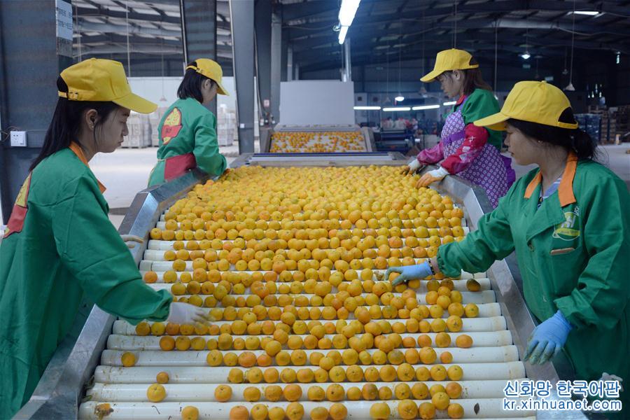 #（经济）（2）江西南丰：蜜橘迎丰收