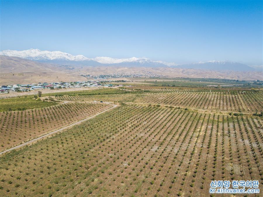 （国际·图文互动）（1）通讯：巍峨雪山下有片绿色樱桃园——中塔探索农业合作新模式