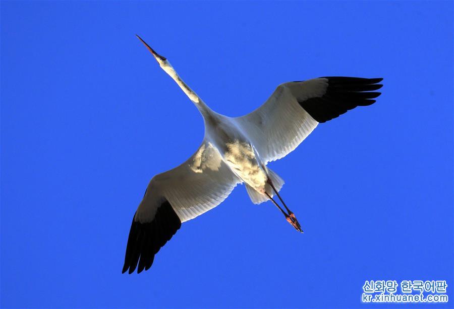 （新华视界）（1）白鹤飞临吉林莫莫格湿地