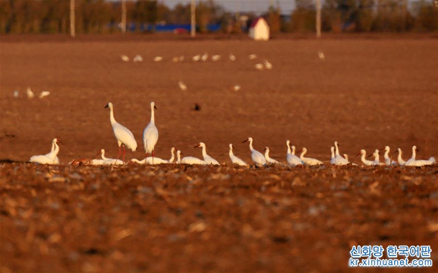 （新华视界）（6）白鹤飞临吉林莫莫格湿地