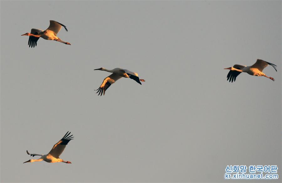（新华视界）（4）白鹤飞临吉林莫莫格湿地