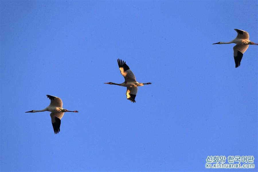 （新华视界）（3）白鹤飞临吉林莫莫格湿地