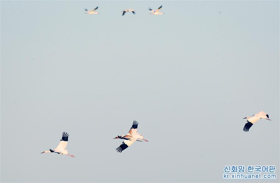 （新华视界）（5）白鹤飞临吉林莫莫格湿地